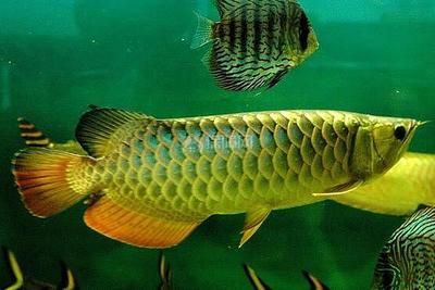 養殖金龍魚的成本包括以下幾個方面：成本類型,魚苗費用：養殖一條金龍魚的成本大約多少？