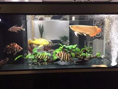 龍魚吃缸底食：龍魚為什么喜歡吃缸底的食物？