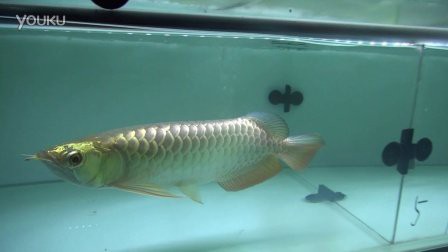 新加坡紅龍魚視頻在線觀看免費(fèi)播放