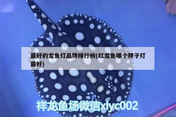 龍魚燈什么牌子最好最安全的，如何選擇龍魚燈品牌 龍魚燈什么牌子最好最安全的，如何選擇龍魚燈品牌 龍魚百科 第3張