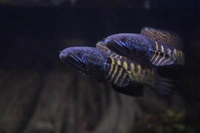 雷龍魚壽命多久，雷龍魚的壽命一般在多久？ 雷龍魚壽命多久，雷龍魚的壽命一般在多久？ 龍魚百科 第3張