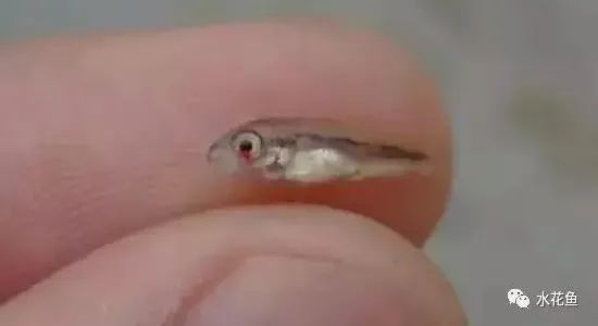 金色恐龍魚有一只腿變白了什么原因，金色恐龍魚有一只腿變白了是什么原因