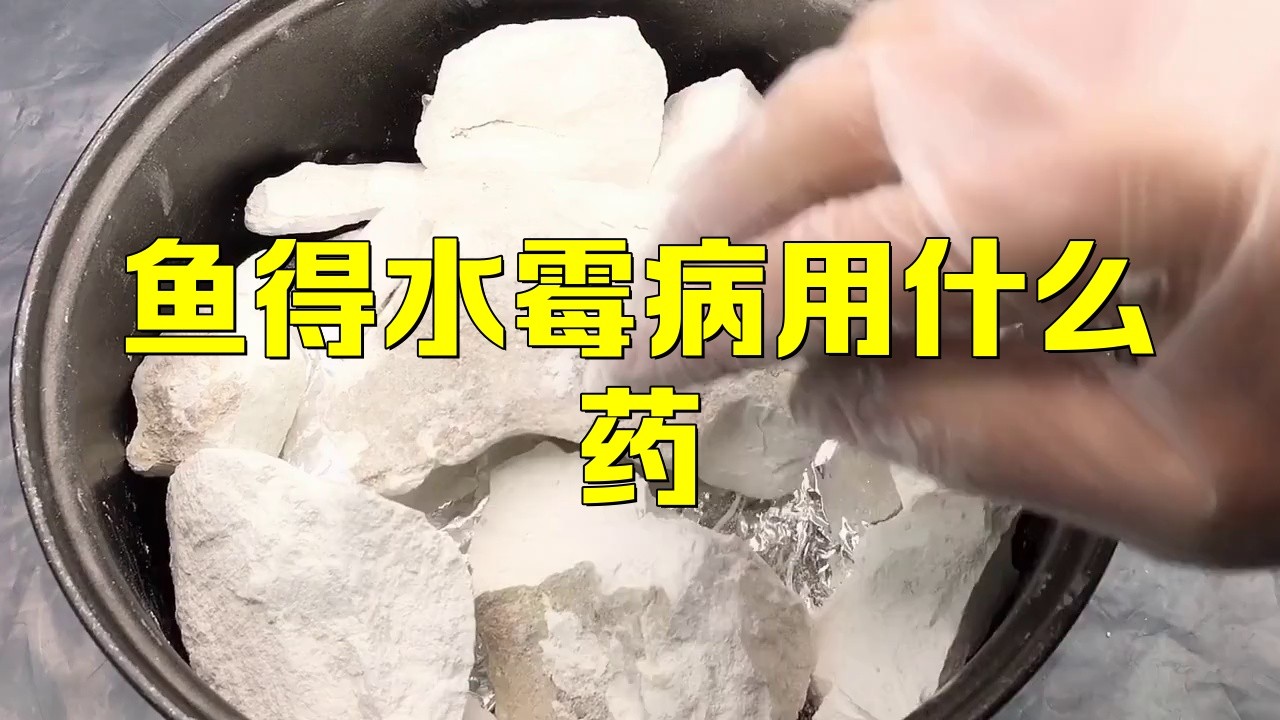 龍魚水霉病藥物治療效果 龍魚水霉病藥物治療效果 龍魚百科 第2張
