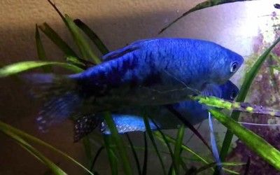 能與龍魚混養的黑色熱帶魚(適合與龍魚混養的黑色熱帶魚) 龍魚百科 第3張 能與龍魚混養的黑色熱帶魚(適合與龍魚混養的黑色熱帶魚) 能與龍魚混養的黑色熱帶魚(適合與龍魚混養的黑色熱帶魚) 龍魚百科 第3張