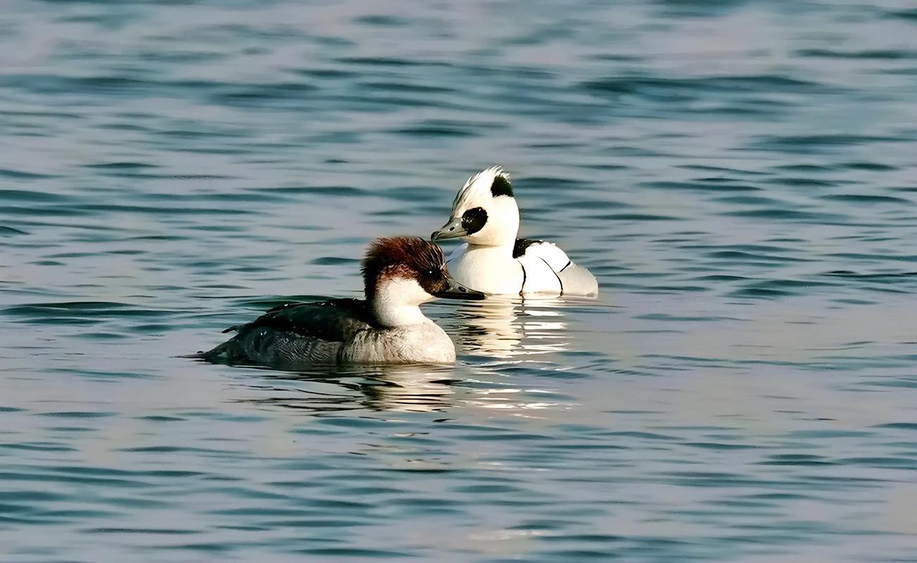 能否提供龍水湖野生動物的攝影作品？