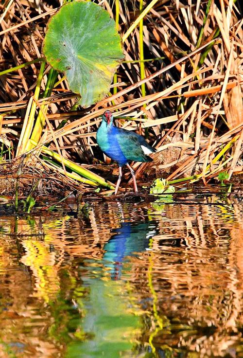 能否提供龍水湖野生動物的攝影作品？