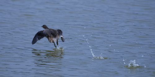 能否提供龍水湖野生動物的攝影作品？