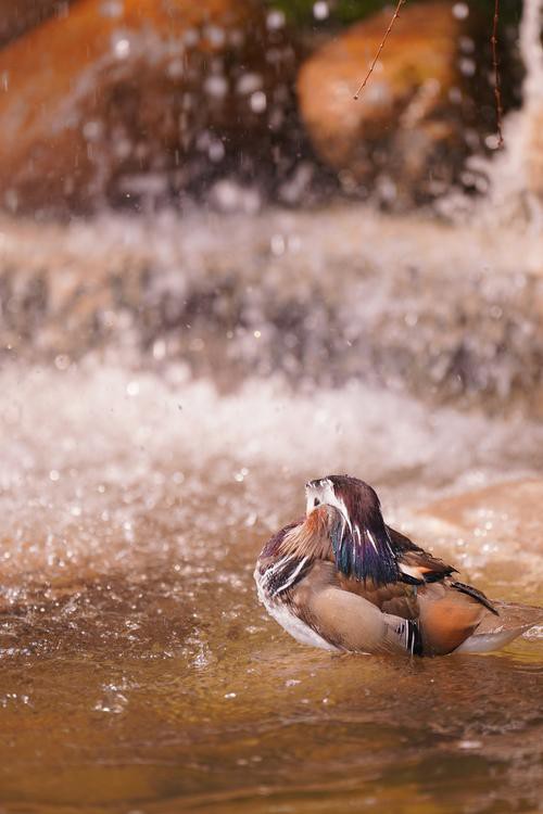 能否提供龍水湖野生動物的攝影作品？