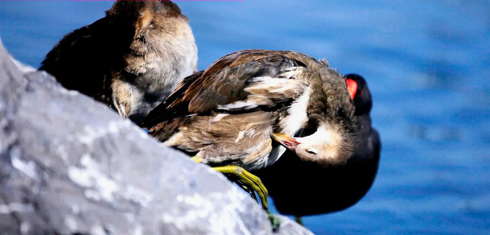 能否提供龍水湖野生動物的攝影作品？