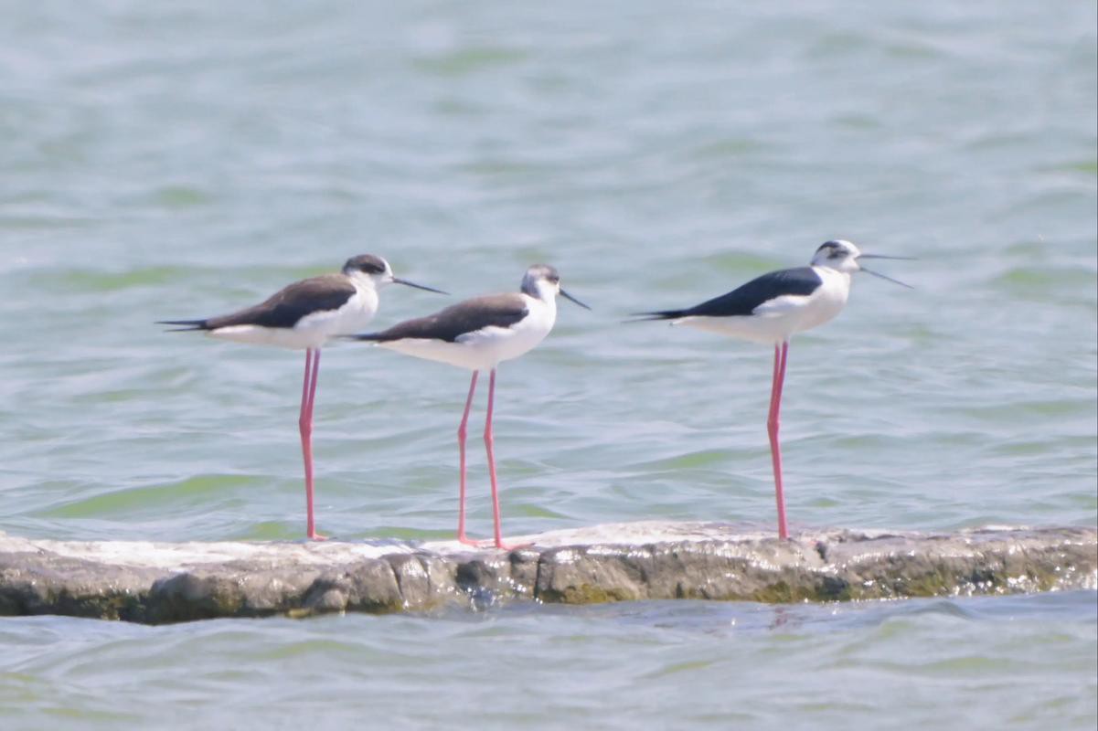 能否提供龍水湖野生動物的攝影作品？