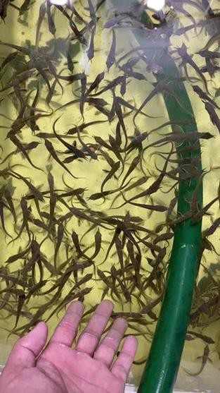 5cm龍魚苗的價格是多少？