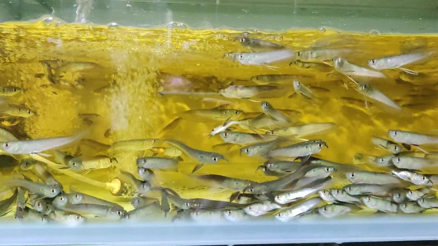 5cm龍魚苗的價格是多少？