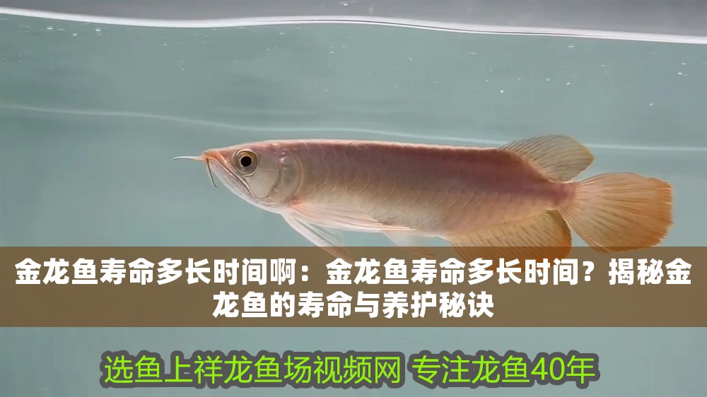 金龍魚壽命多長時間啊：金龍魚壽命多長時間？揭秘金龍魚的壽命與養(yǎng)護秘訣 金龍魚壽命多長時間啊：金龍魚壽命多長時間？揭秘金龍魚的壽命與養(yǎng)護秘訣 龍魚百科 第1張