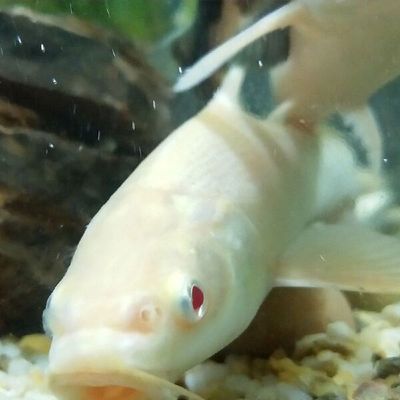 龍魚苗怎么選品種好的魚，如何挑選優(yōu)質(zhì)的龍魚苗