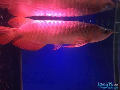 紅龍魚為什么趴缸里不動(dòng)：紅龍魚趴缸不動(dòng)可能由多種因素引起 紅龍魚為什么趴缸里不動(dòng)：紅龍魚趴缸不動(dòng)可能由多種因素引起 龍魚百科 第1張