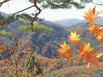 紅龍魚魚鰭發黑怎么回事啊（紅龍魚魚鰭發黑可能由多種因素引起，） 紅龍魚魚鰭發黑怎么回事?。t龍魚魚鰭發黑可能由多種因素引起，） 龍魚百科 第4張
