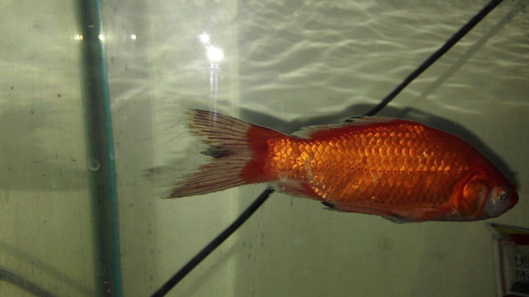 龍魚魚鰭充血：龍魚魚鰭充血可能由以下幾個(gè)原因引起：針對(duì)以上的原因