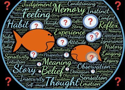 細線銀版魚繁殖飼料選擇，細線銀版魚的飼料選擇