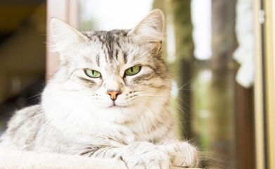 細線銀版魚繁殖飼料選擇，細線銀版魚的飼料選擇