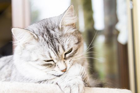 細線銀版魚繁殖飼料選擇，細線銀版魚的飼料選擇