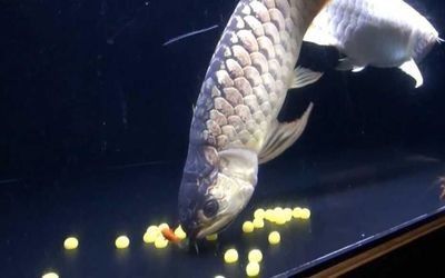 龍魚到家一個月不開口的解決方法（龍魚到家一個月不開口可能由多種原因引起）