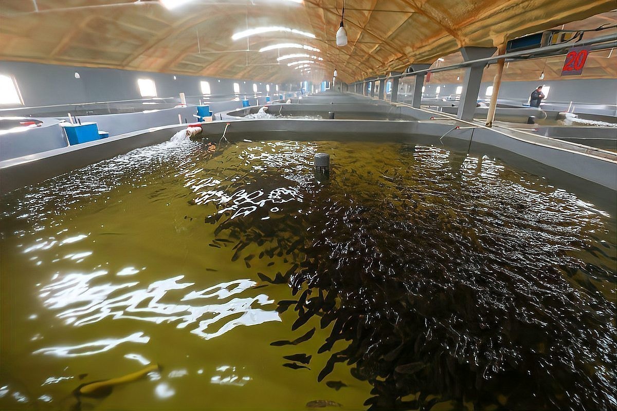 銀龍魚和白化龍魚 銀龍魚和白化龍魚 龍魚百科 第11張