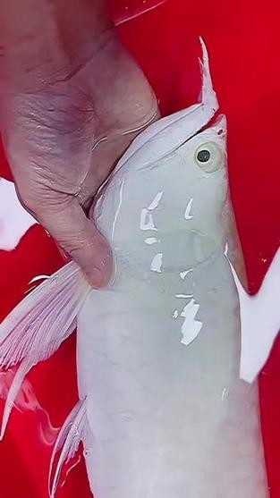 銀龍魚和白化龍魚 銀龍魚和白化龍魚 龍魚百科 第14張