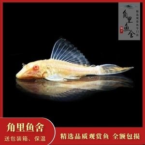 龍魚翻腮手術后能長好嗎？：七彩神仙魚與龍魚混養注意事項)七彩神仙魚與龍魚混養注意事項