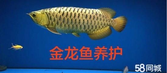 金龍魚綠底還是藍底好養：綠底金龍魚和藍底金龍魚在養護上都有一定的難度