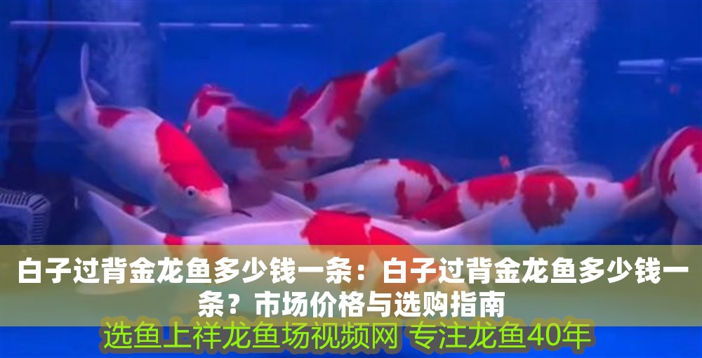白子過背金龍魚多少錢一條：白子過背金龍魚多少錢一條？市場價(jià)格與選購指南