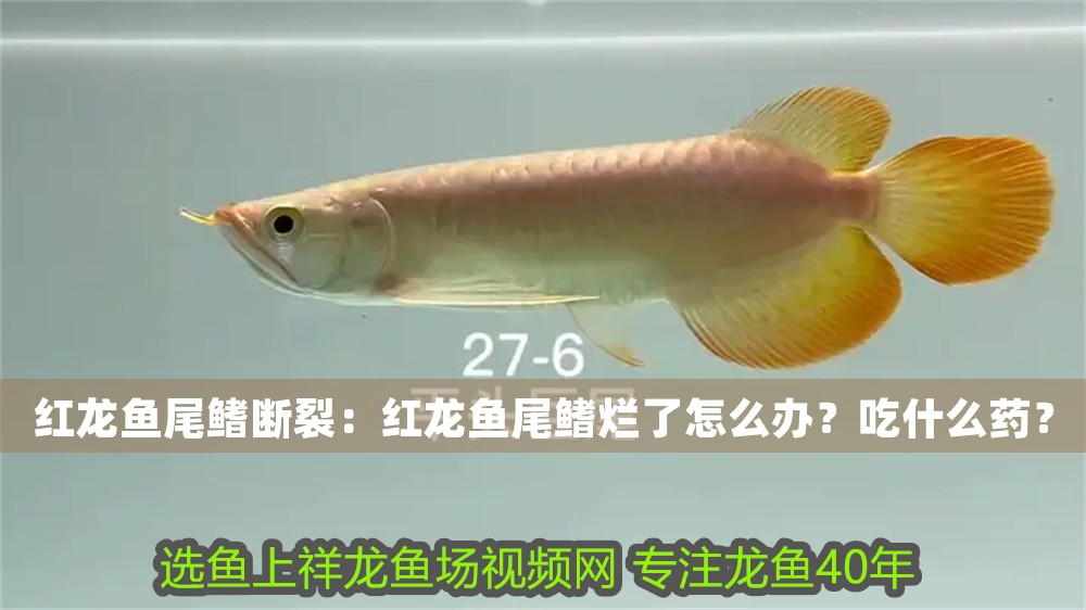 紅龍魚尾鰭斷裂：紅龍魚尾鰭爛了怎么辦？吃什么藥？