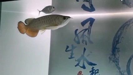 龍魚紀錄片在線觀看：關于龍魚紀錄片在線觀看