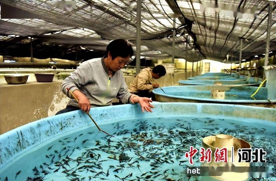 龍魚養殖賺錢嗎？：養殖龍魚是否賺錢取決于多種因素包括市場需求、飼料成本、疾病防控等 龍魚養殖賺錢嗎？：養殖龍魚是否賺錢取決于多種因素包括市場需求、飼料成本、疾病防控等 龍魚百科 第2張