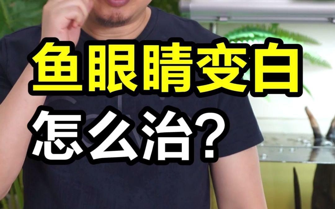 如何判斷魚眼睛白膜是否細菌感染？