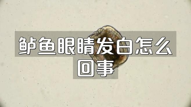 如何判斷魚眼睛白膜是否細菌感染？