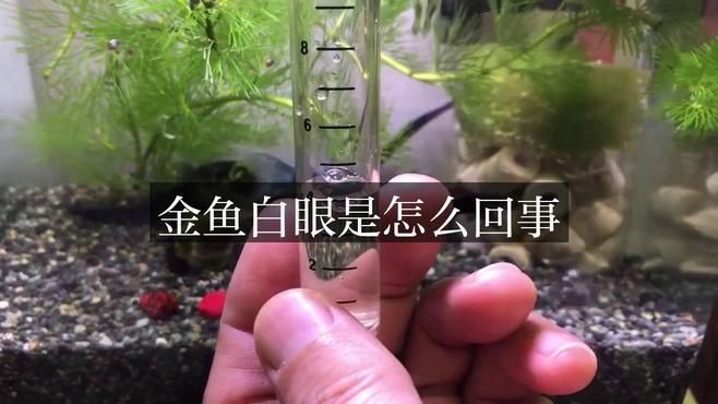 如何判斷魚眼睛白膜是否細菌感染？