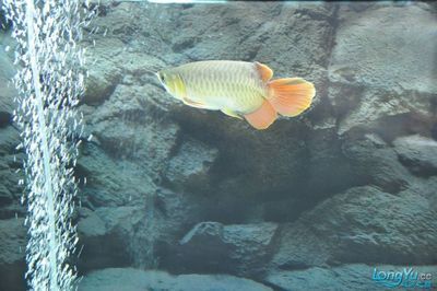 龍魚用嘴巴磨缸：龍魚用嘴巴磨缸怎么辦 龍魚用嘴巴磨缸：龍魚用嘴巴磨缸怎么辦 龍魚百科 第2張