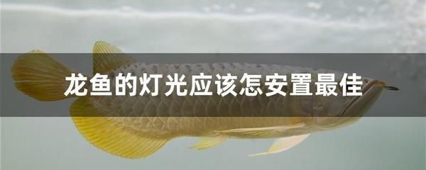 龍魚掉眼與燈光擺放位置的關(guān)系（燈光擺放位置不是龍魚掉眼的原因）
