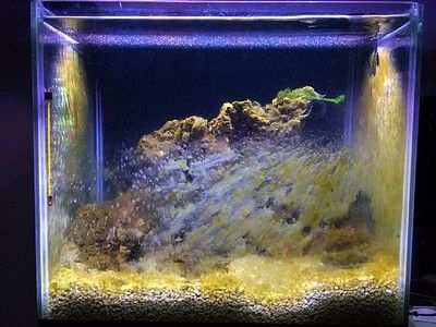 布奇美拉龍魚好嗎：布奇美拉龍魚，神秘水族世界的瑰寶 布奇美拉龍魚好嗎：布奇美拉龍魚，神秘水族世界的瑰寶 龍魚百科 第2張