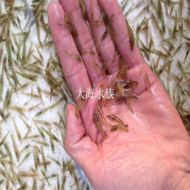 能和龍魚一起養(yǎng)的清潔魚品種（與龍魚混養(yǎng)的清潔魚）