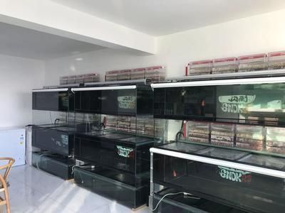 賽級(jí)龍魚為何要盡量少吃