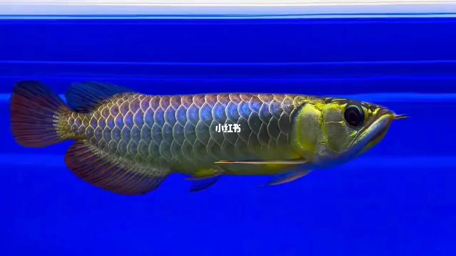 藍色的金龍魚品種圖片大全 藍色的金龍魚品種圖片大全 龍魚百科 第14張