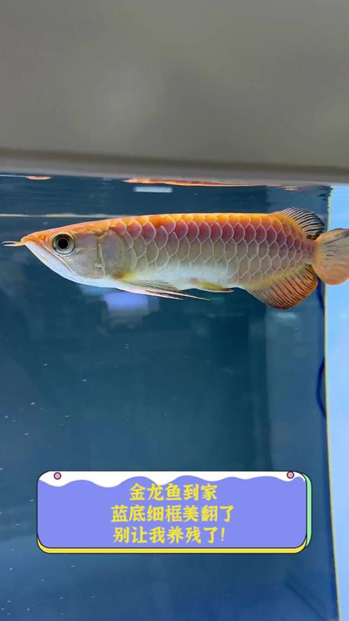 藍色的金龍魚品種圖片大全 藍色的金龍魚品種圖片大全 龍魚百科 第41張
