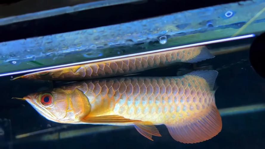 藍色的金龍魚品種圖片大全 藍色的金龍魚品種圖片大全 龍魚百科 第37張