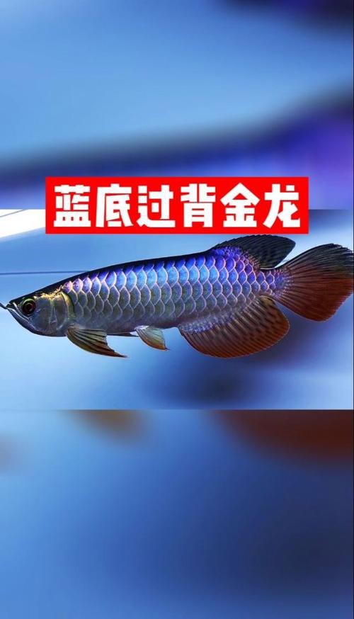藍色的金龍魚品種圖片大全 藍色的金龍魚品種圖片大全 龍魚百科 第16張