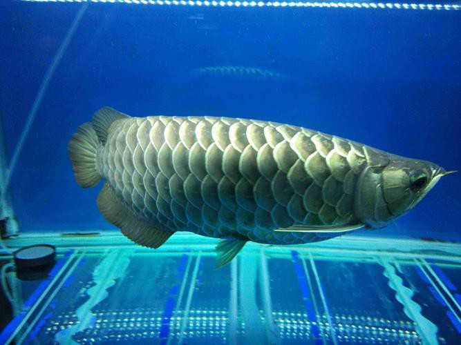 藍色的金龍魚品種圖片大全 藍色的金龍魚品種圖片大全 龍魚百科 第44張
