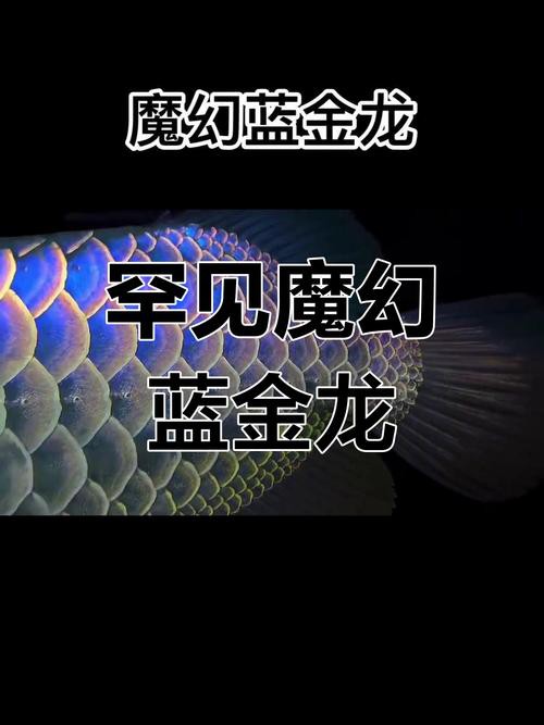 藍色的金龍魚品種圖片大全 藍色的金龍魚品種圖片大全 龍魚百科 第42張