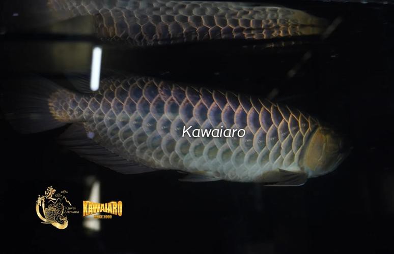 藍色的金龍魚品種圖片大全 藍色的金龍魚品種圖片大全 龍魚百科 第35張