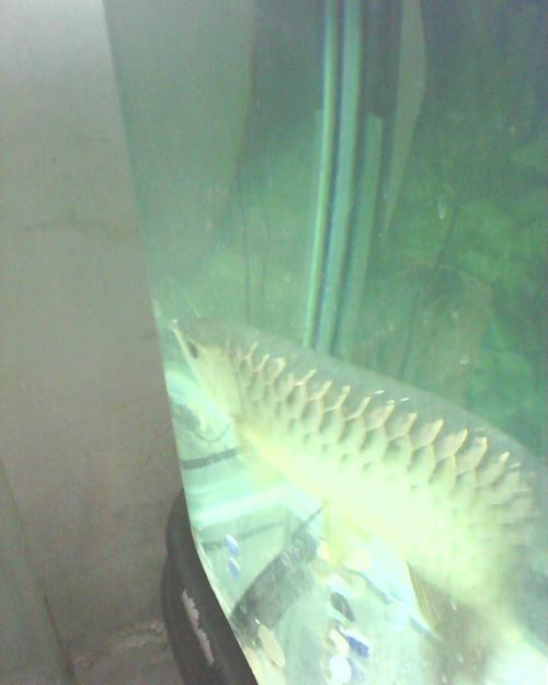 藍色的金龍魚品種圖片大全 藍色的金龍魚品種圖片大全 龍魚百科 第9張