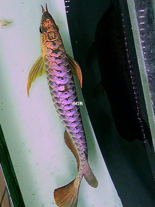藍色的金龍魚品種圖片大全 藍色的金龍魚品種圖片大全 龍魚百科 第20張